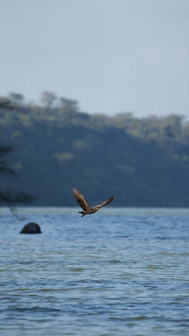 Lake Elementaita: Flamingos, Giraffes and a Quiet Rift Valley Stop