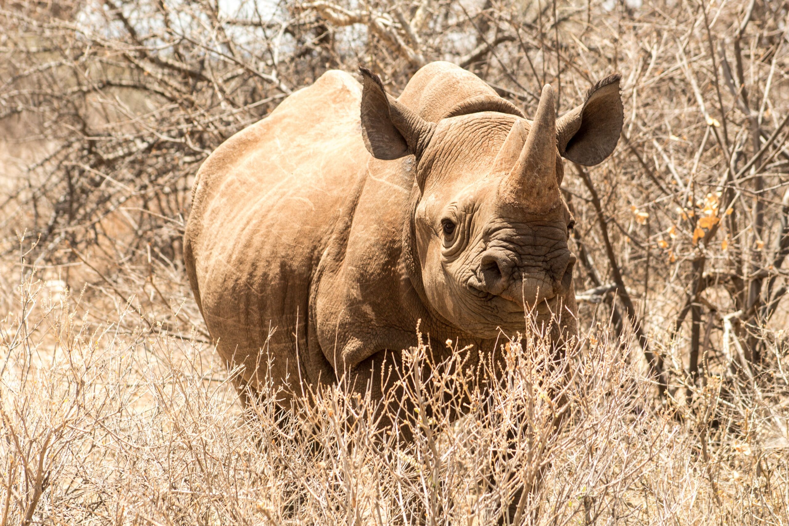 Ol Pejeta safaris