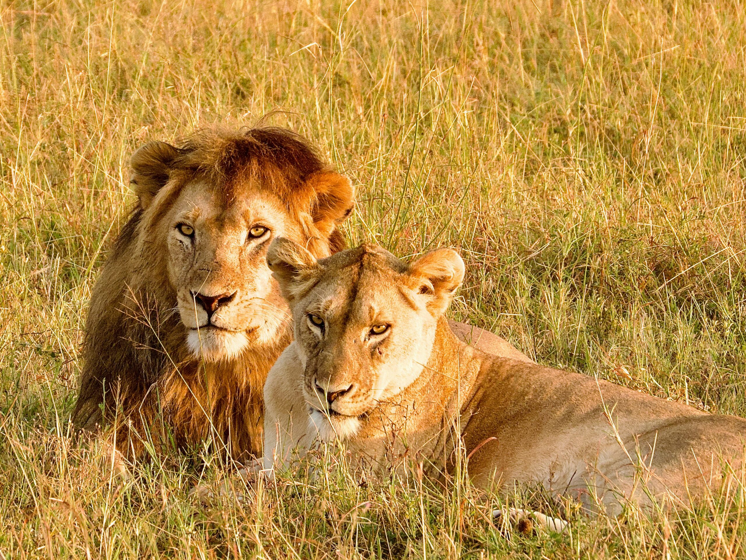 8-Day Kenya & Tanzania Mid-Range Safari