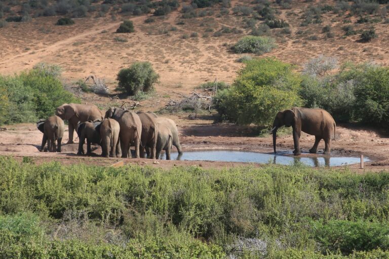 Tsavo East National Park: Red Elephants, Big Skies and How to Visit