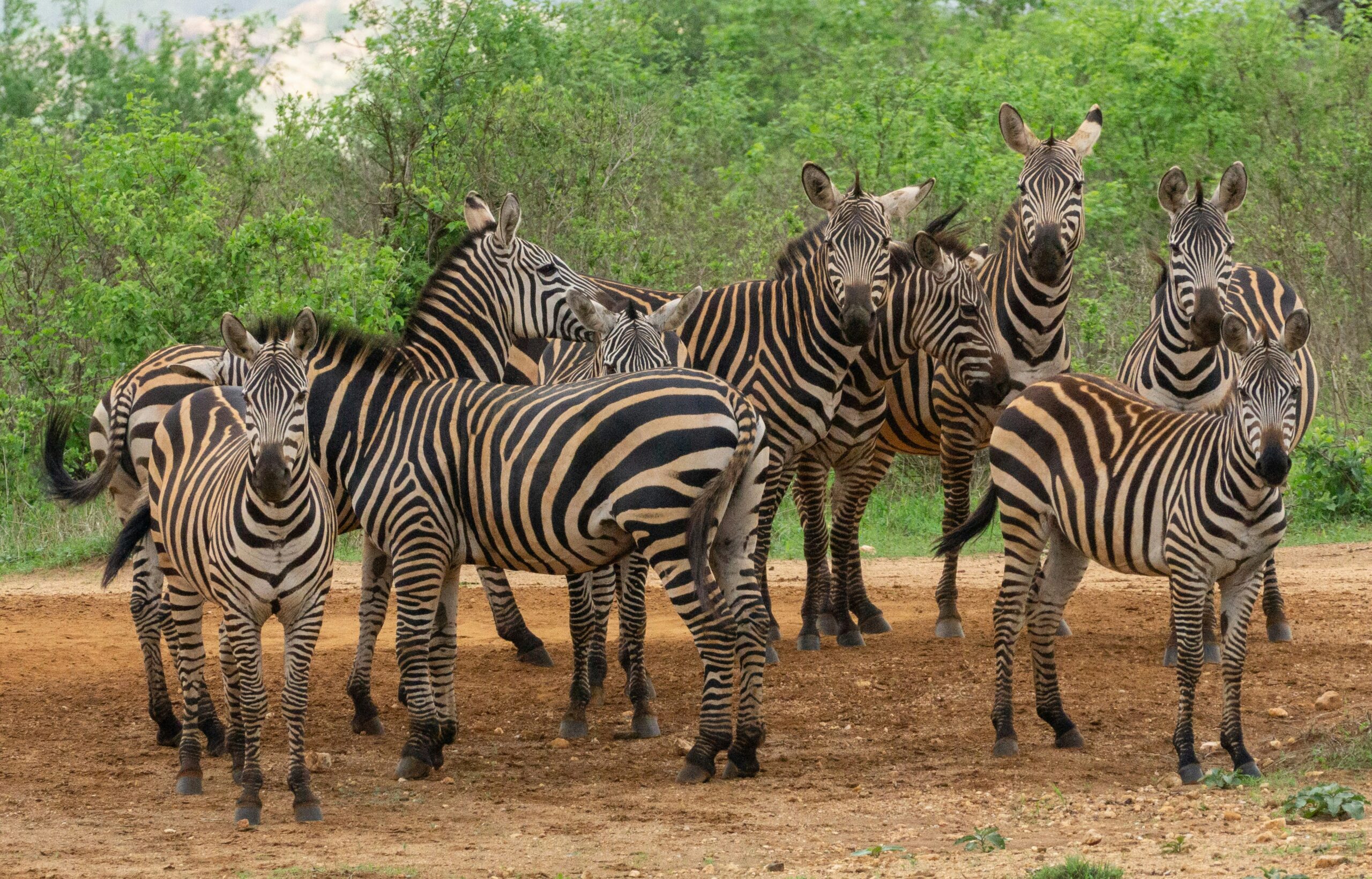 5 Days Tsavo & Amboseli Safari: The Coastal Wilderness Loop