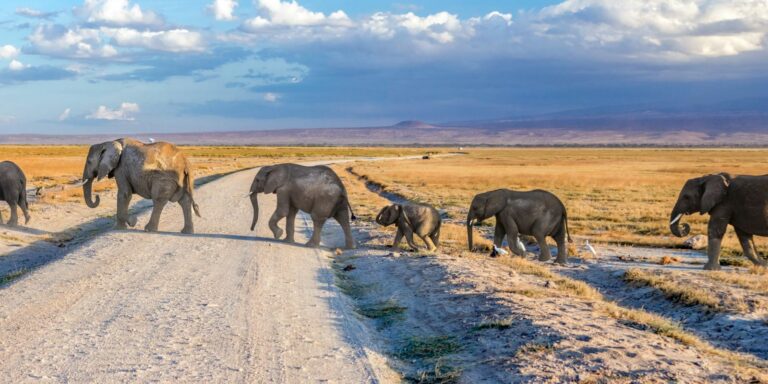 LGBTQ Safari in Kenya and Tanzania: An Honest Travel Guide