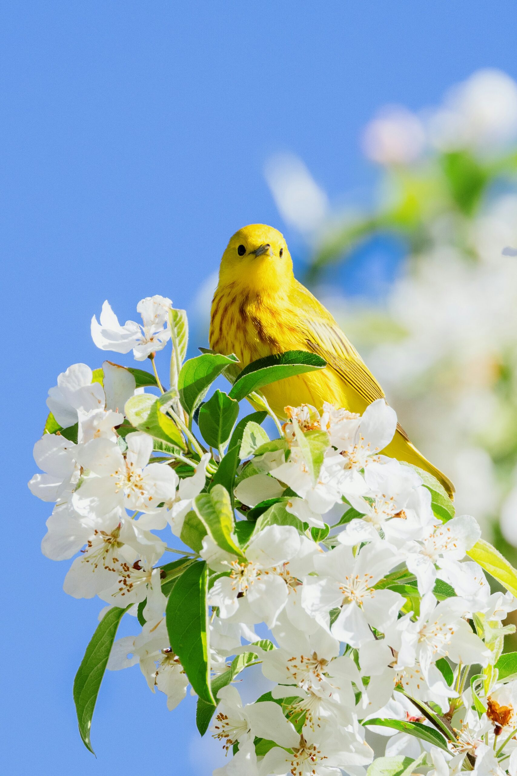 10-Day Kenya Birding Safari: Rift Valley, Mara & Tsavo Specials