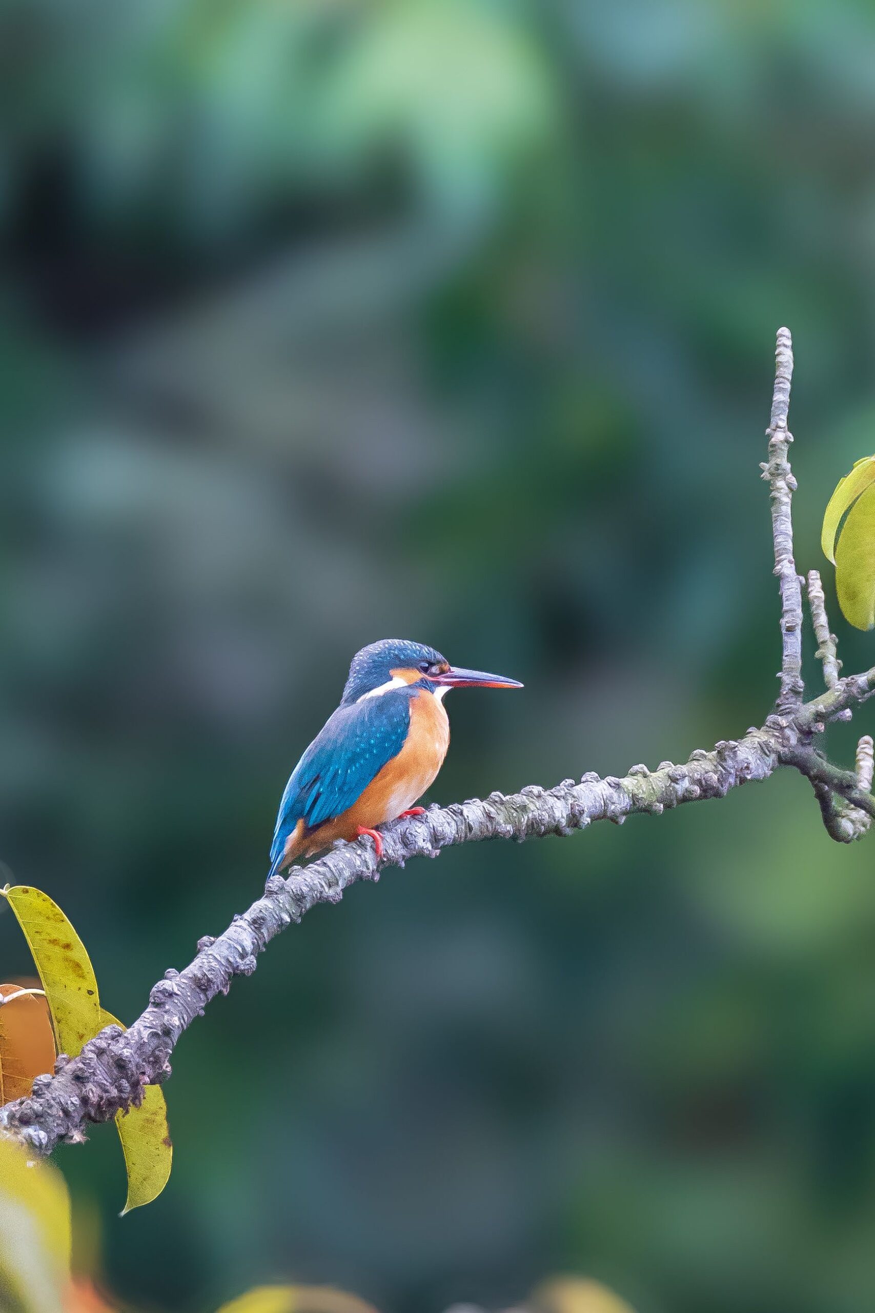 9-Day Kenya Birding Adventure – Samburu, Aberdare, Nakuru & Bogoria