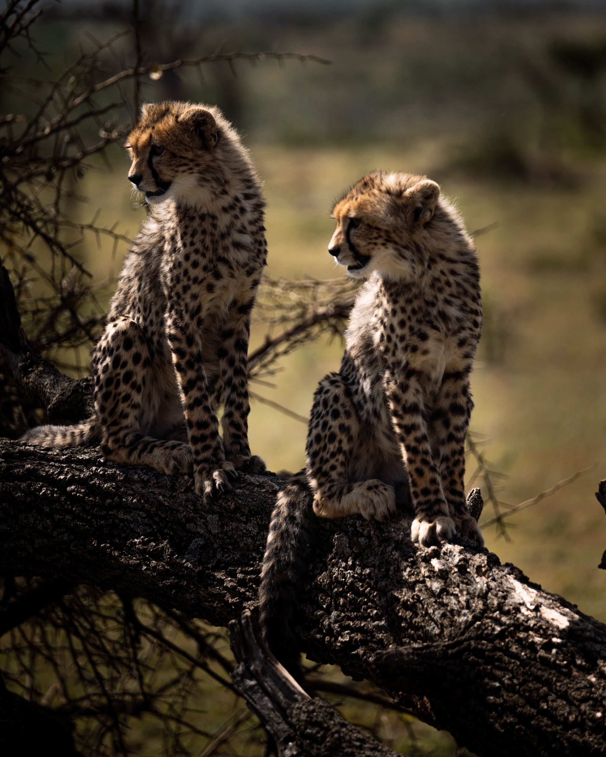 9 Days Kenya Photography Safari: From Samburu’s Unique Wildlife to Maasai Mara’s Iconic Big Five