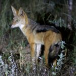 Black-backed jackal caught in the spotlight on a night game drive in Kenya