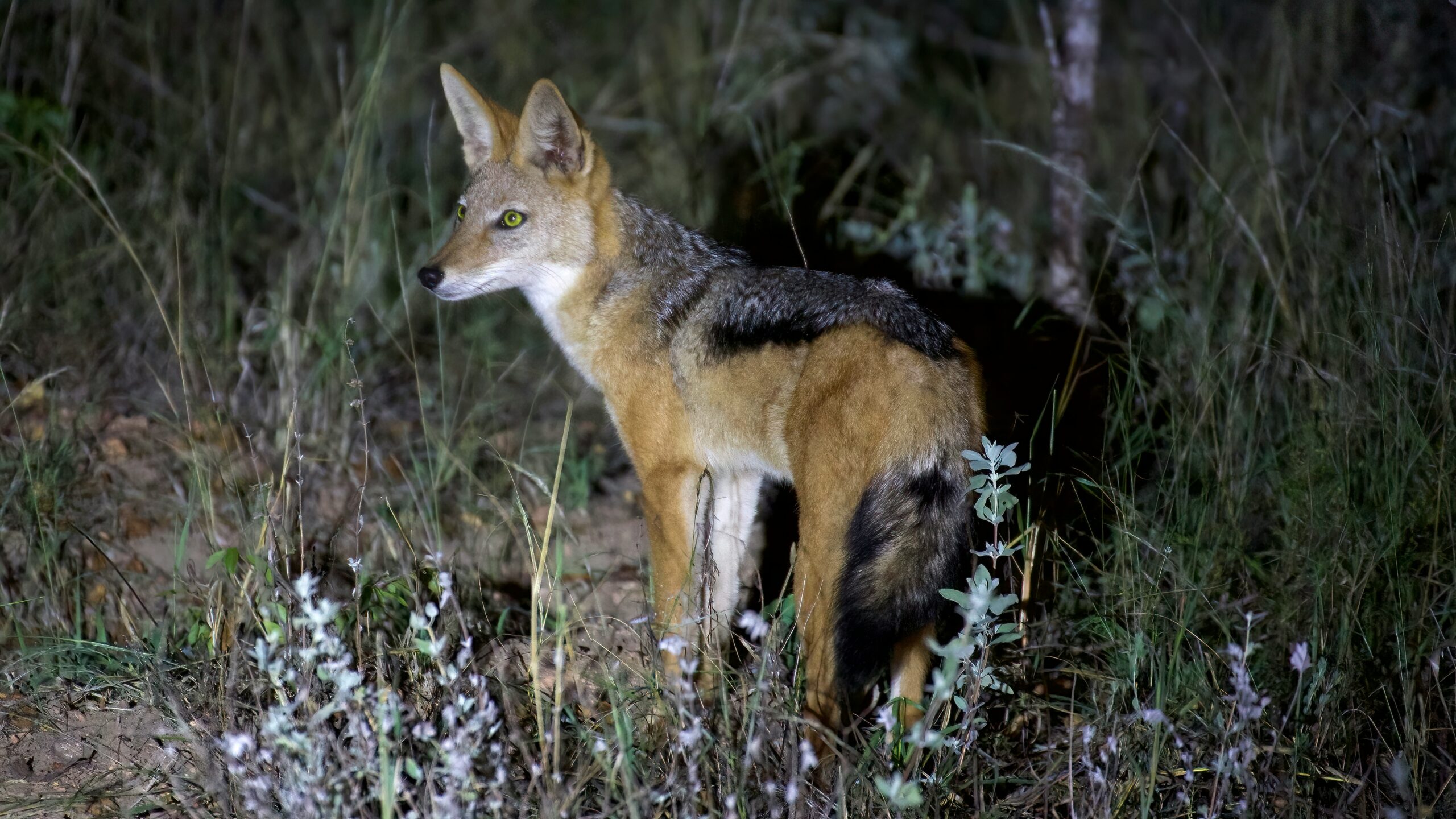 Black-backed jackal caught in the spotlight on a night game drive in Kenya