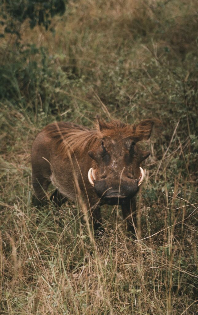Warthog standing in tall dry grass