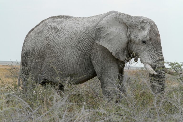 Tsavo East and Tsavo West: Kenya’s Biggest Safari Parks Explained