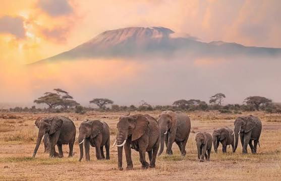 8 Days Maasai Mara Safari – Kenya’s Wildlife Wonders Migration Experience