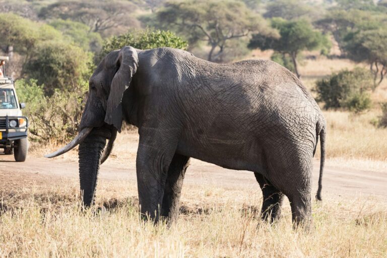 Elephants in Kenya: Where to See Them, and Why Amboseli Is Special