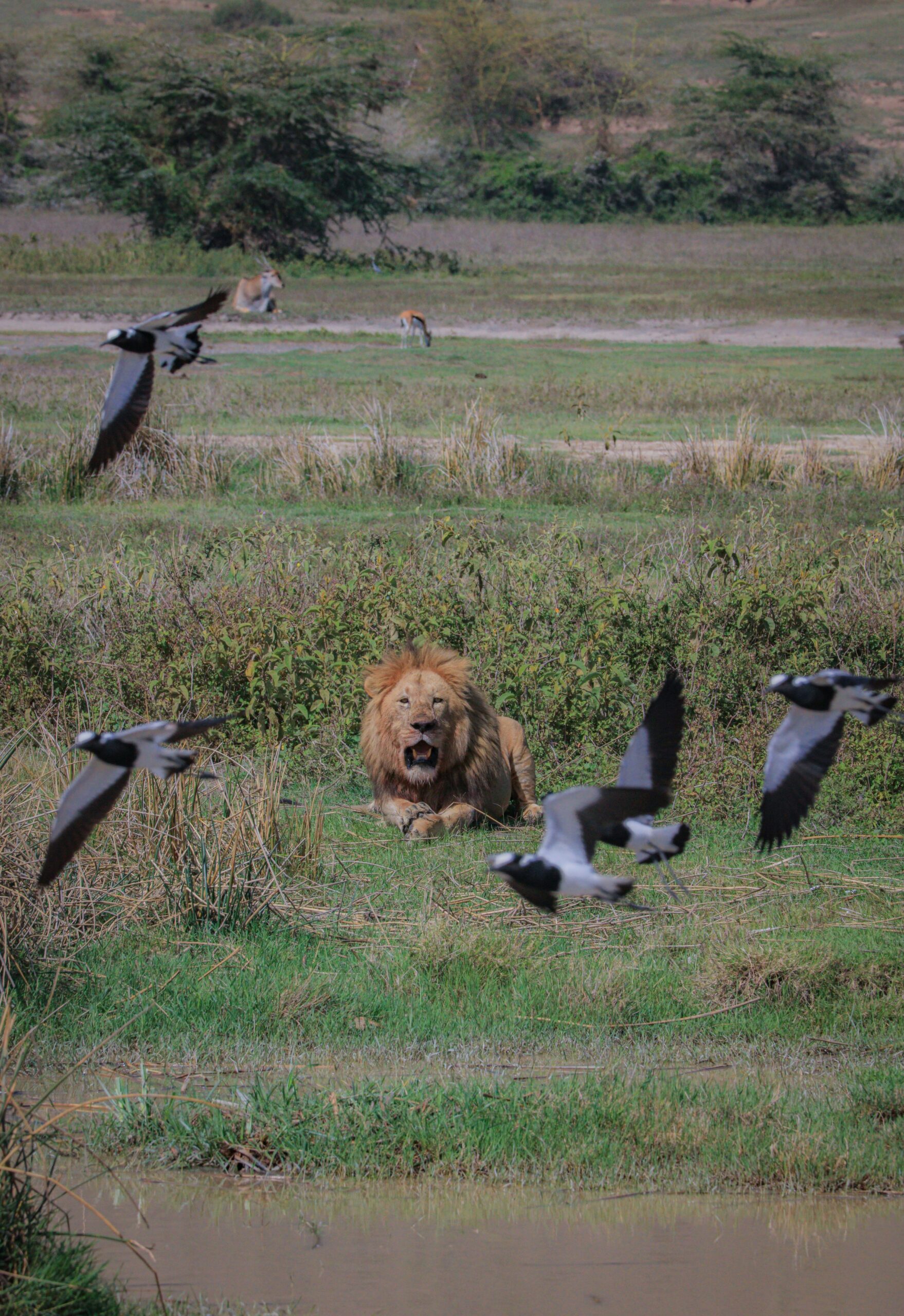 8 Days Tsavo Bush & Diani Beach Safari: A Perfect Blend of Adventure and Relaxation