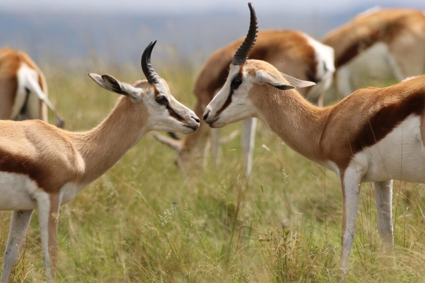 Gazelles standing in green grass - 6 Days Masai Mara Amboseli Safari