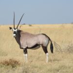 Oryx antelope standing on dry grassland