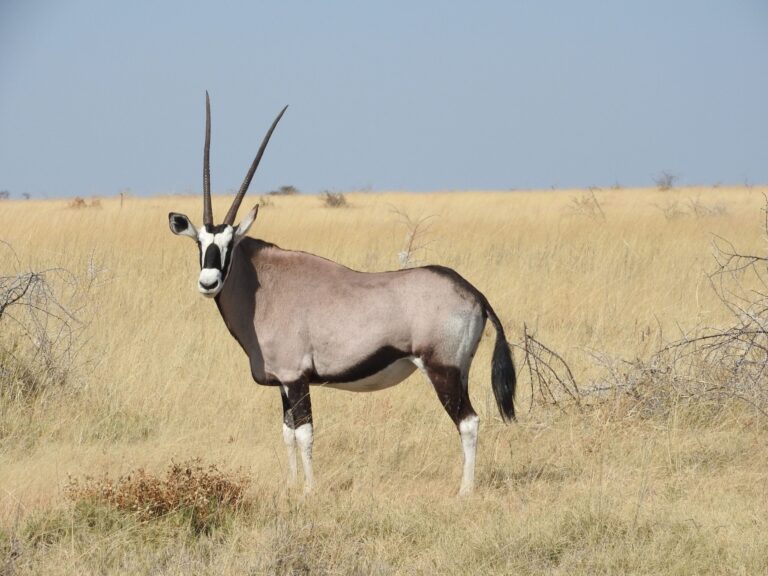 Samburu Special Five: Where to See Kenya’s Rarest Safari Animals