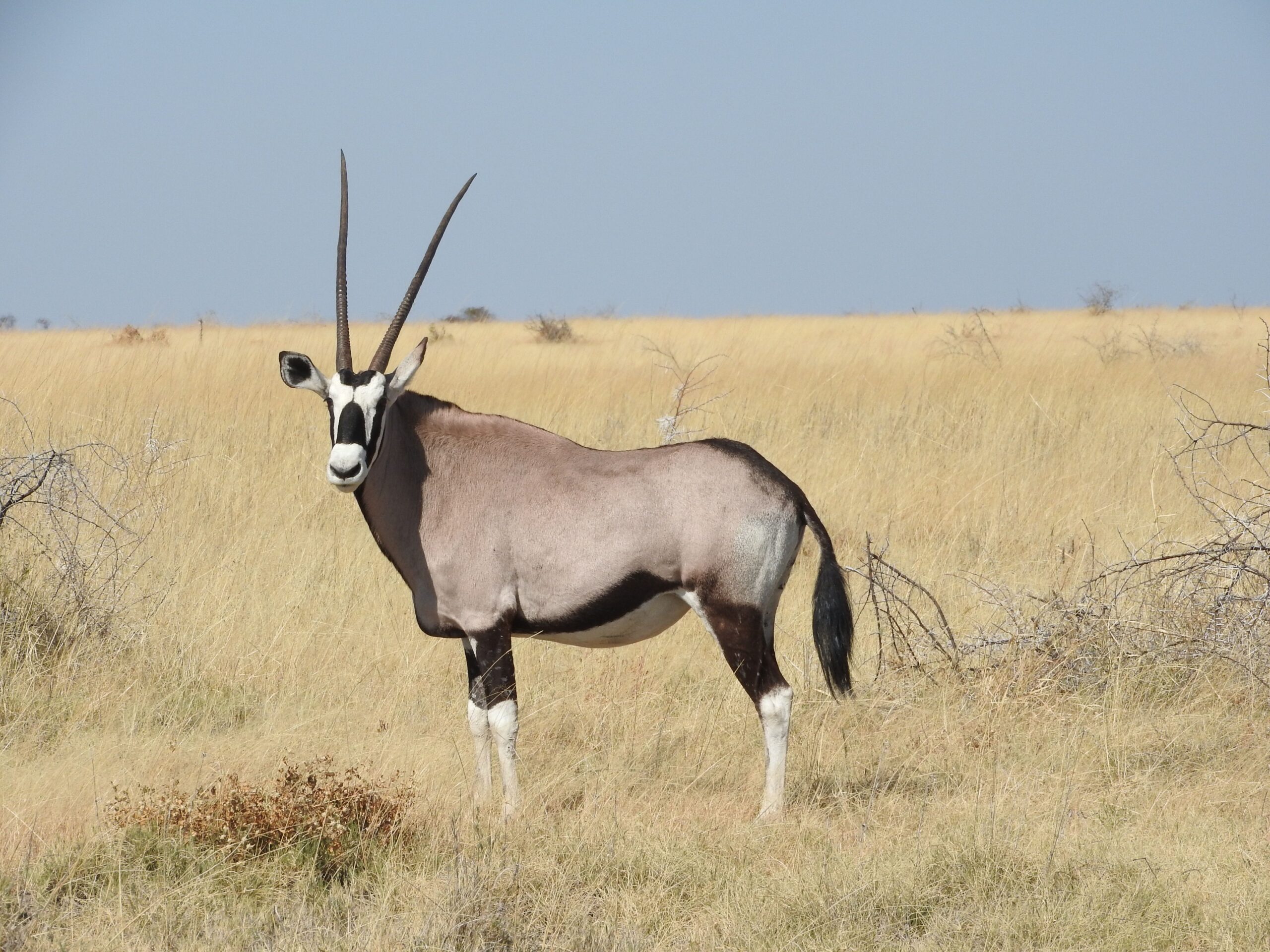 Oryx antelope standing on dry grassland