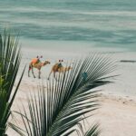 Camels walking along a palm-fringed beach, a camel safari experience