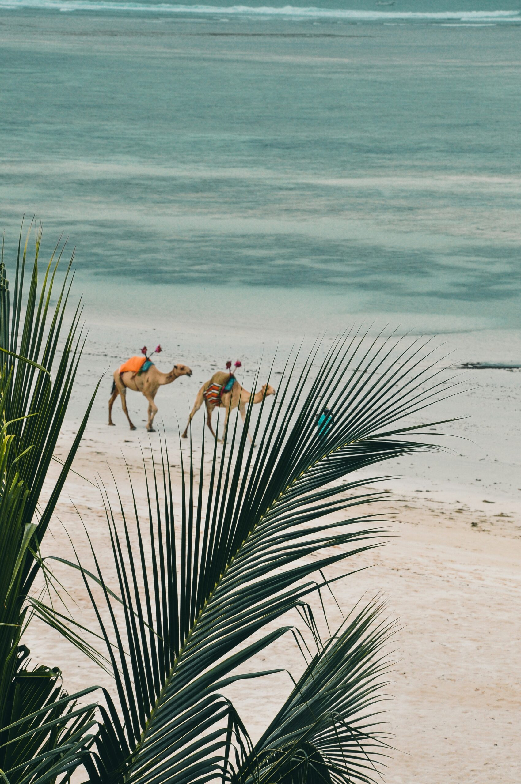 Camels walking along a palm-fringed beach, a camel safari experience