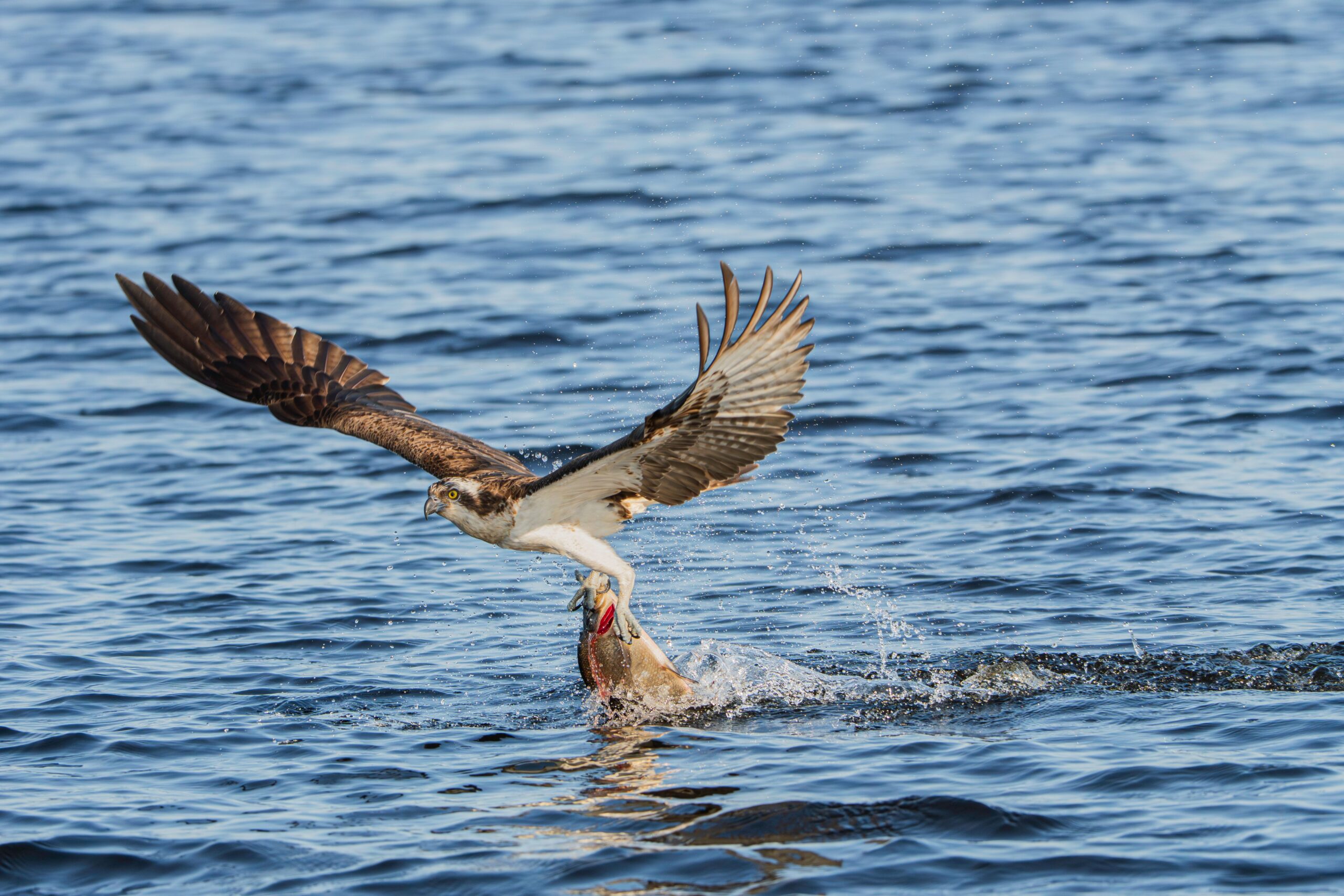5 Days Birdwatching Safari: Lake Bogoria & Lake Baringo