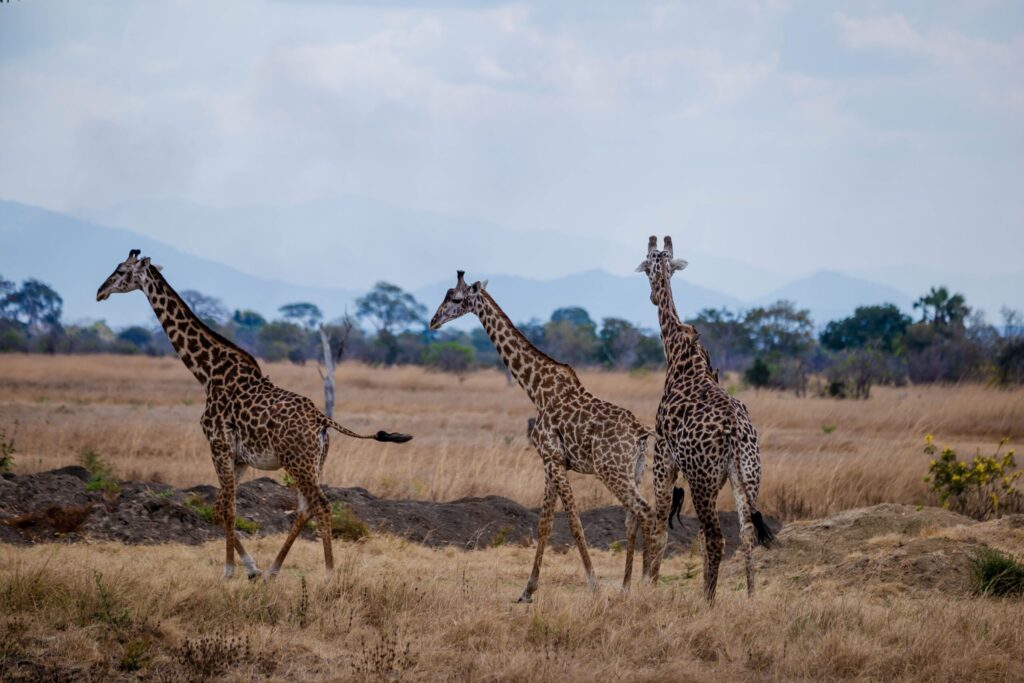 Three giraffes standing on open plains in East Africa - Giraffes In Kenya