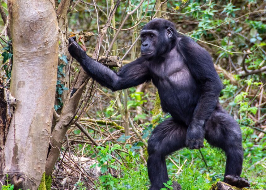 Chimpanzee standing beside a tree trunk in the forest - Gorilla Trekking Uganda