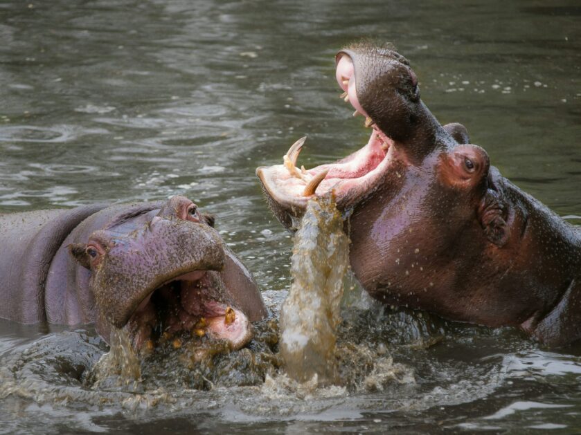 Hippo with its mouth open in the water - Hippos And Crocodiles In Kenya