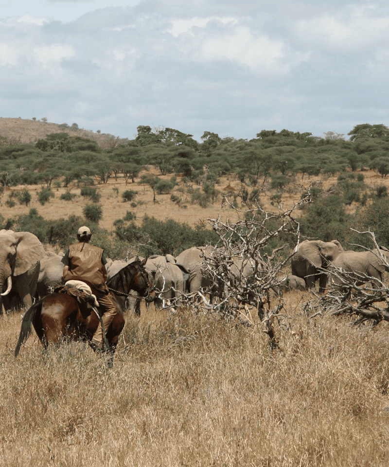 Rider on horseback beside a herd of elephants on a horse riding safari