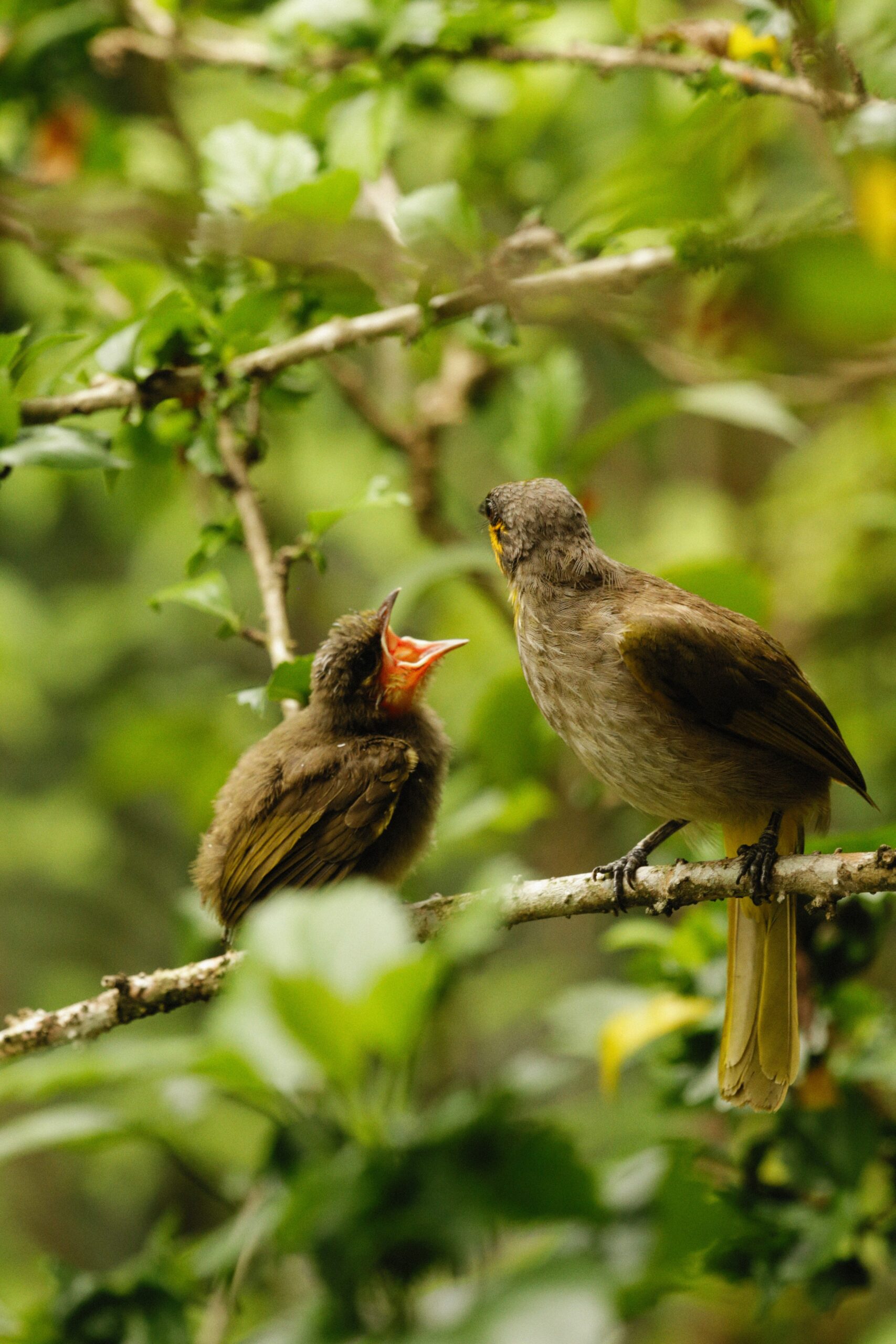 8 Days Kenya Birding & Big Five Safari - Lake Bogoria, Nakuru, Maasai Mara & Naivasha