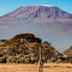 Mount Kilimanjaro rising above an acacia tree on the Amboseli plains - Best Time To Visit Amboseli