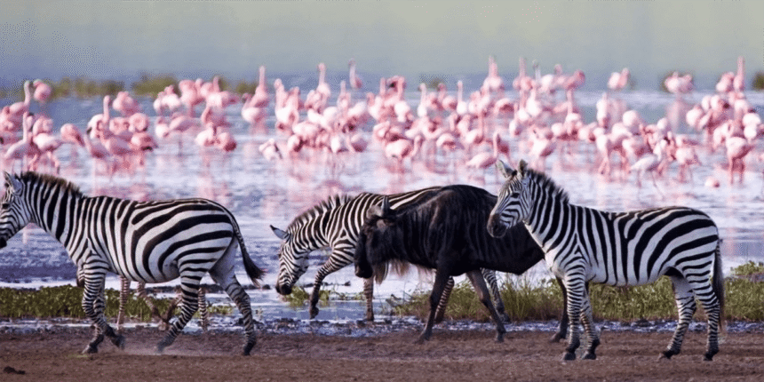 Lake nakuru - 2 Days Lake Nakuru Safari