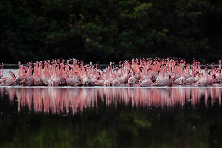 Lake Nakuru National Park