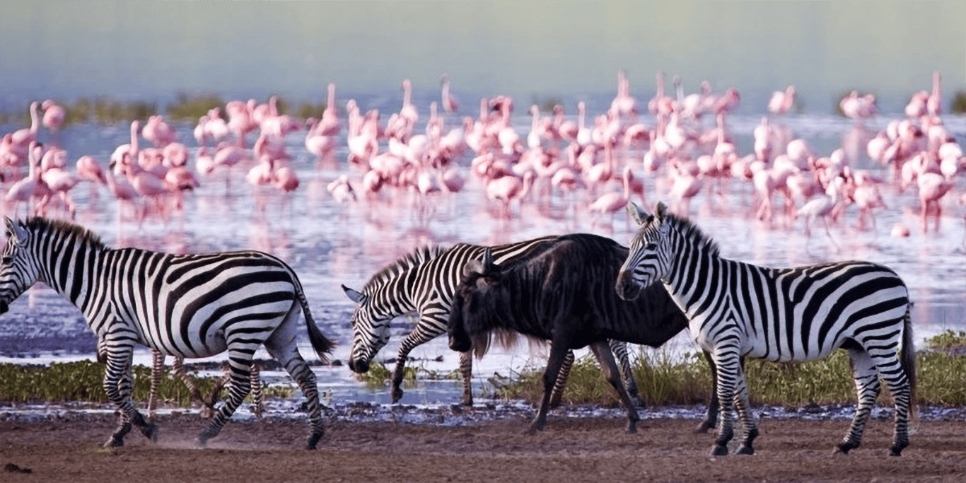 2 Days Lake Nakuru Wildlife Safari Package