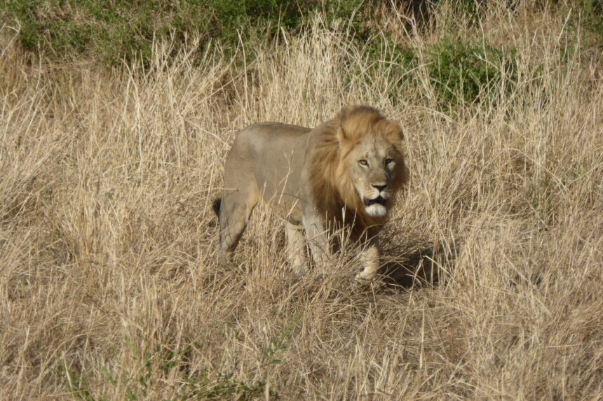 Male lion sitting in dry grass - 14 Days Kenya Safari