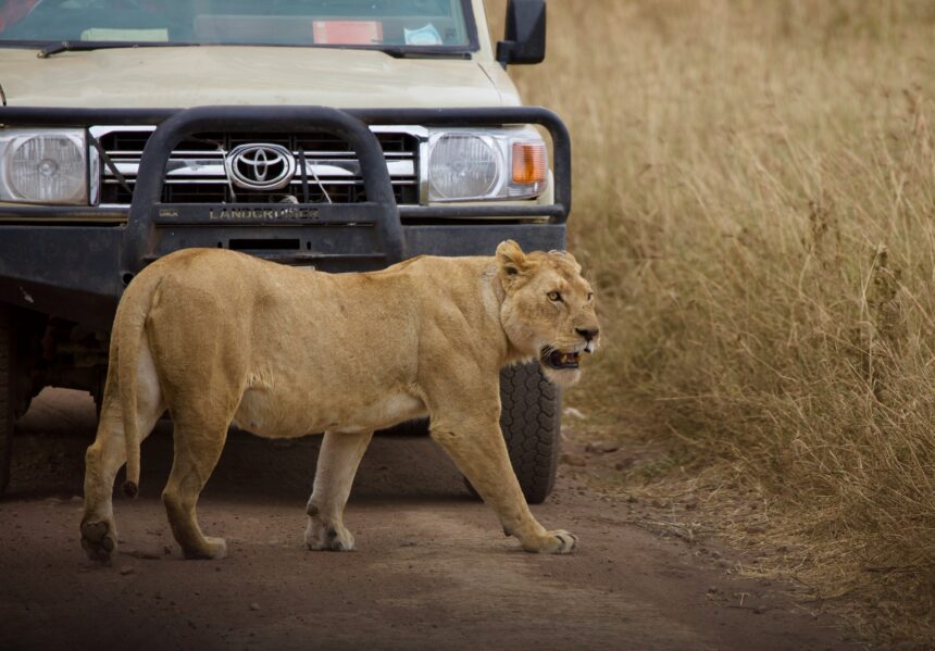 Lioness standing in front of a safari vehicle - 3 Days Masai Mara Safari