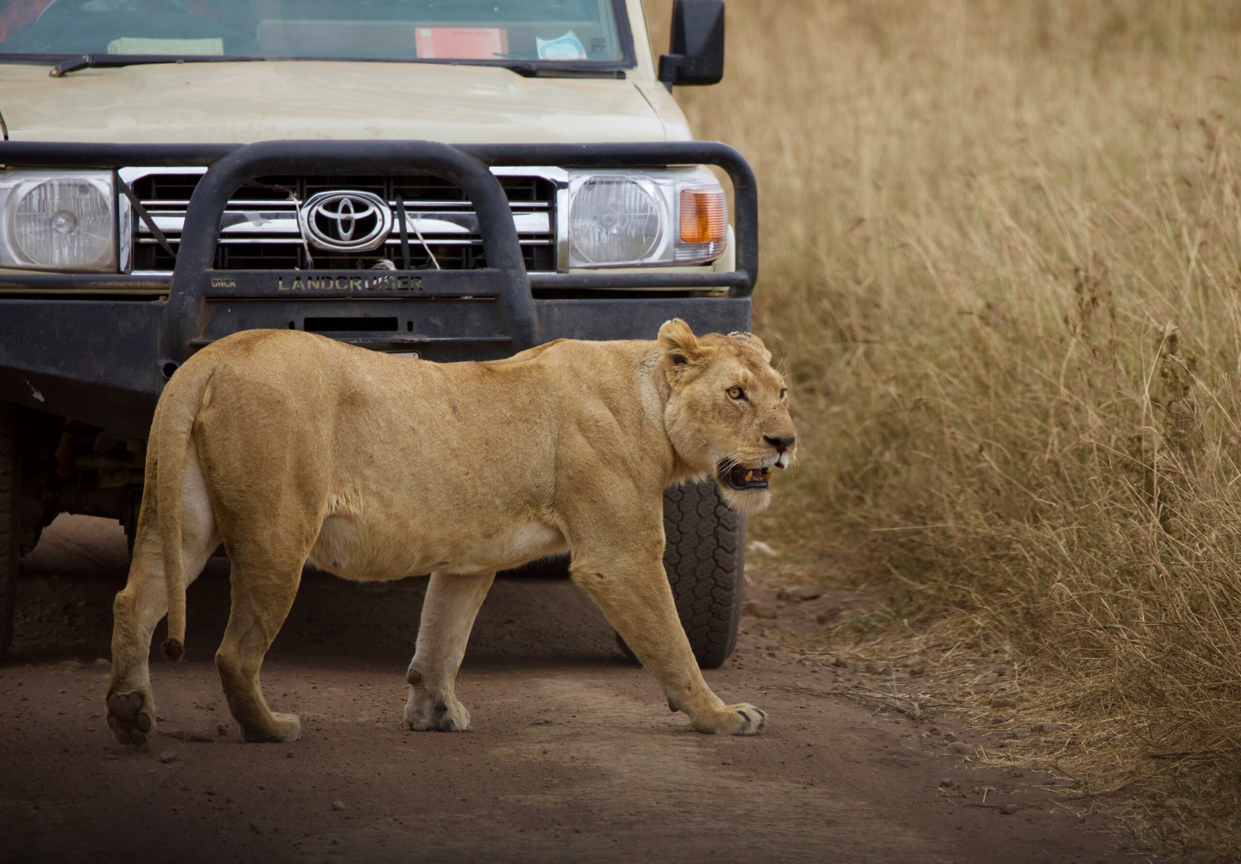 8 Days Kenya Honeymoon Safari – Masai Mara, Lake Naivasha, Amboseli & Tsavo