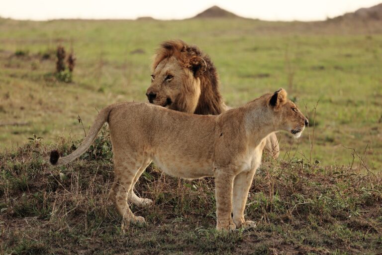 Masai Mara Entry Fees 2026: What You Pay and What Is Extra