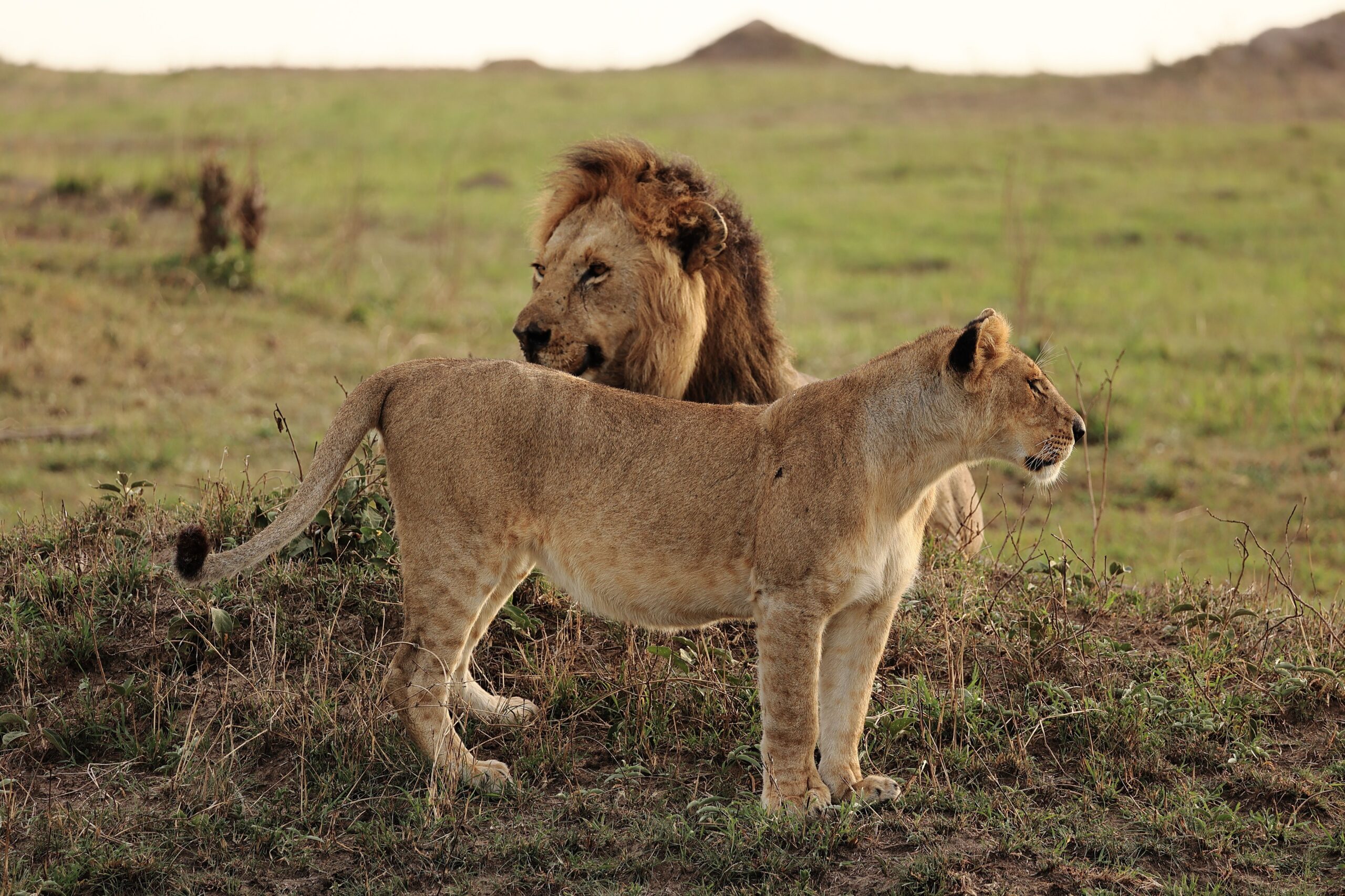 10 Days Kenyan Safari Adventure: Samburu, Aberdare, Maasai Mara, Amboseli