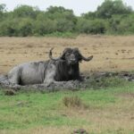 African buffalo resting in a mud wallow on the Kenyan savannah