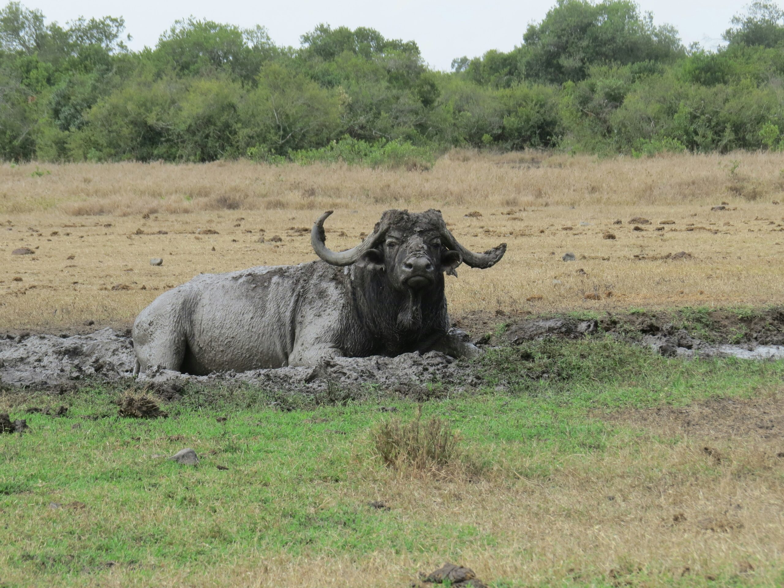 African buffalo resting in a mud wallow on the Kenyan savannah