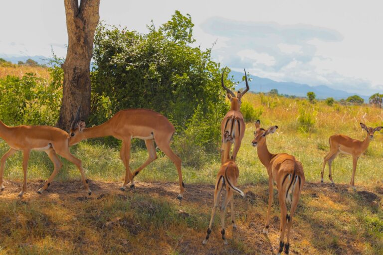 Meru National Park