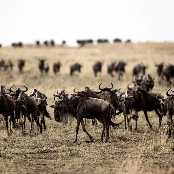15 Days Wildlife Adventure: Nairobi, Mt. Kenya, Maasai Mara & Amboseli Safari Experience