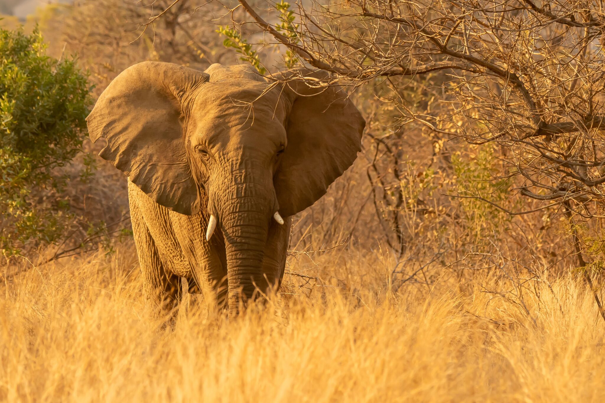 Amboseli – Giants beneath Kilimanjaro