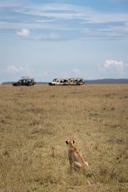 Safari vehicles driving across open plains - 7 Days Masai Mara Safari And Diani Beach Holiday