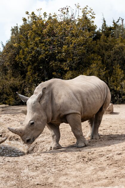 Rhino standing near trees - 3 Days Meru National Park Safari