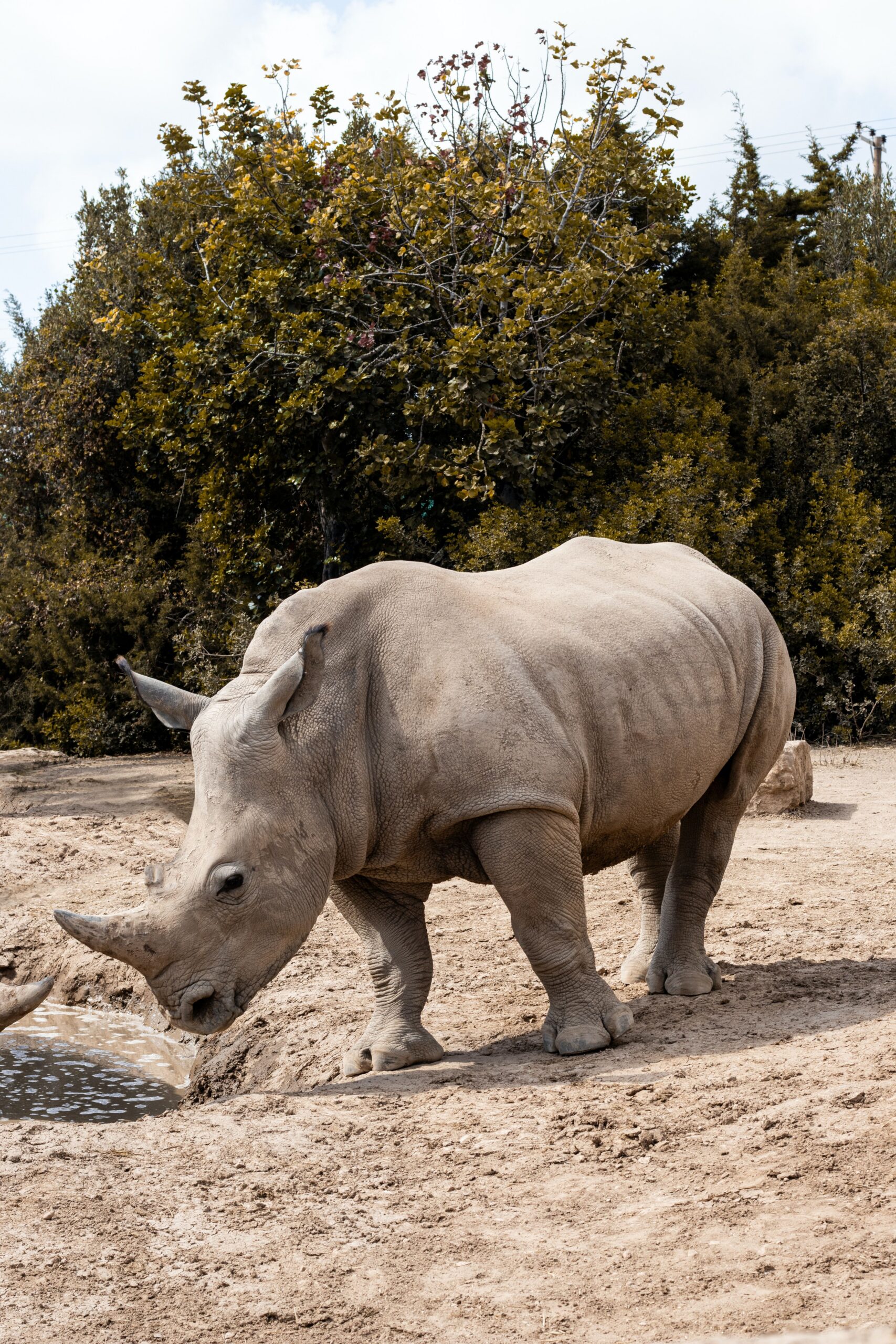 9 Days Luxury Flying Safari: Lewa, Samburu & The Great Maasai Mara Adventure
