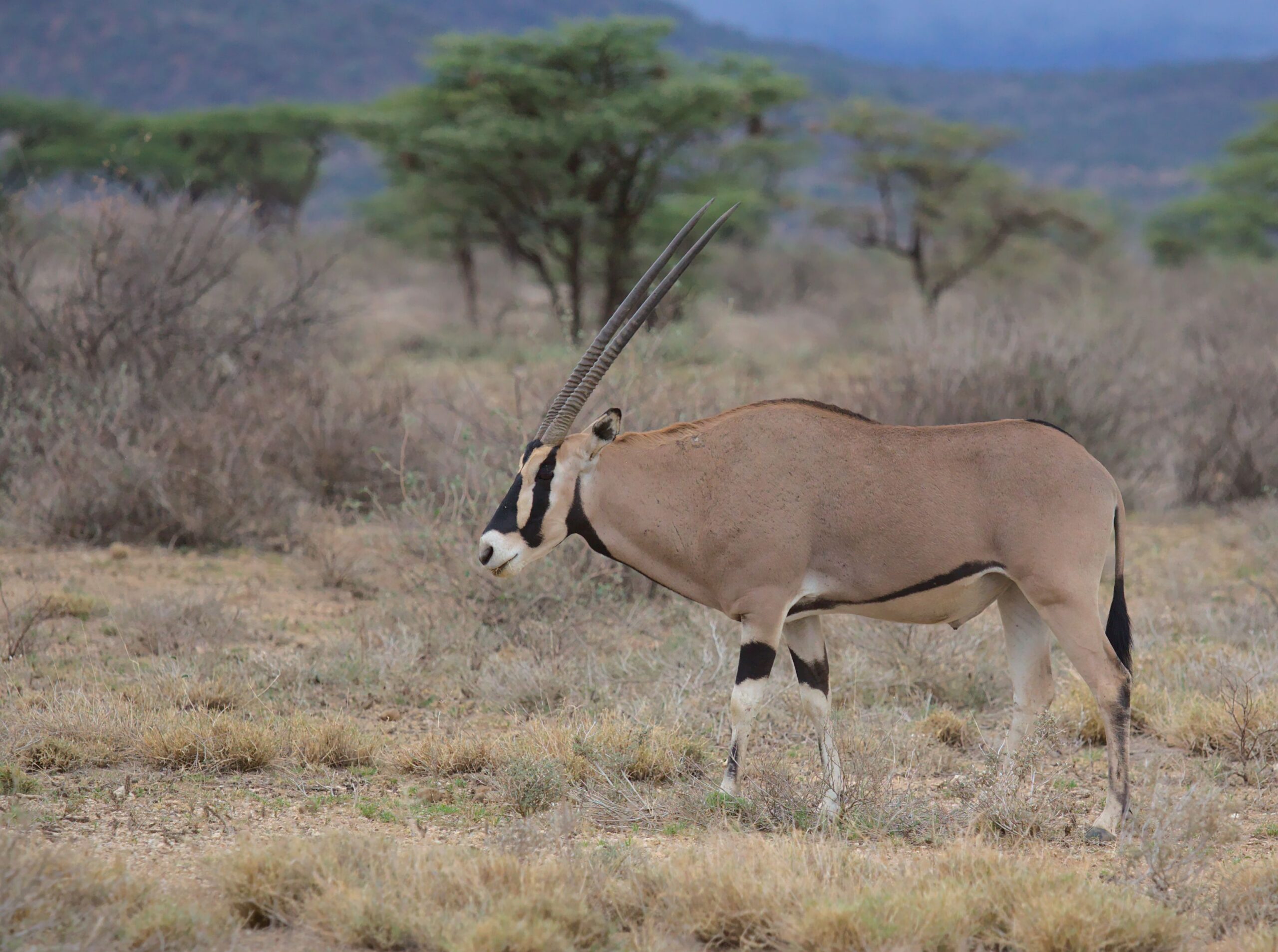 9 Days Luxury Flying Safari: Lewa, Samburu & The Great Maasai Mara Adventure