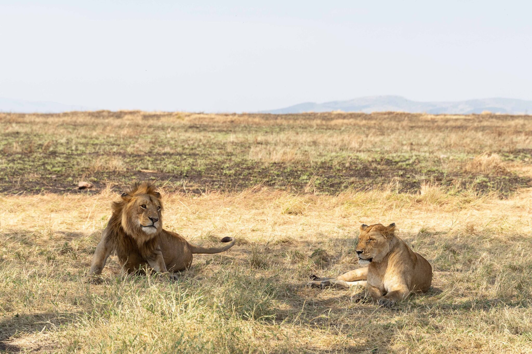 Big Cats – Lions in the open savannah