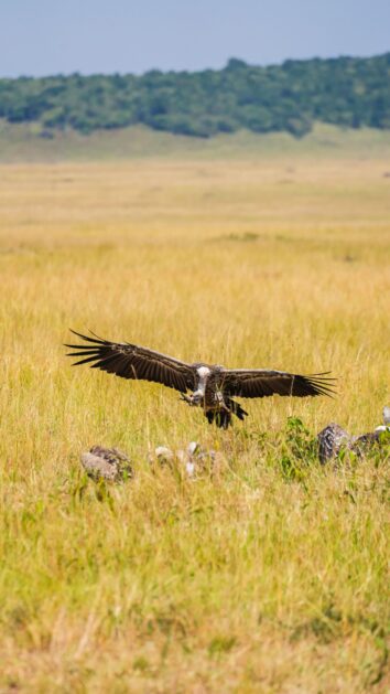 Vulture with wings spread over golden grass - 6 Days Masai Mara Amboseli Safari