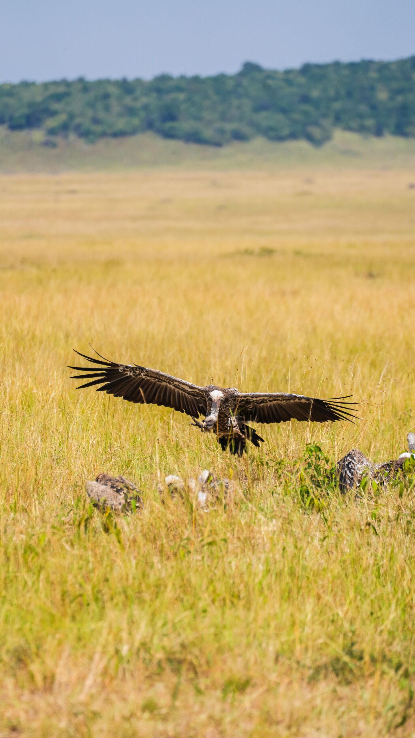 6 Days Luxury Flying Safari: Amboseli & Maasai Mara