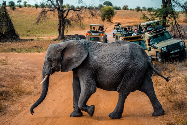 10 Best Tour Operators in Kenya (2026 List)